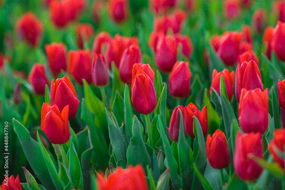 Spring background with red tulips flowers. beautiful blossom tulips field. spring time. banner, copy space