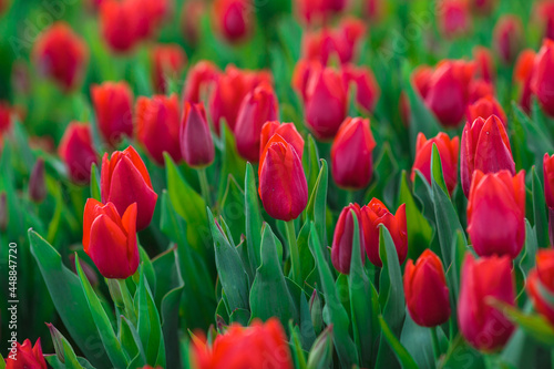 Obraz na płótnie Spring background with red tulips flowers. beautiful blossom tulips field. spring time. banner, copy space w salonie
