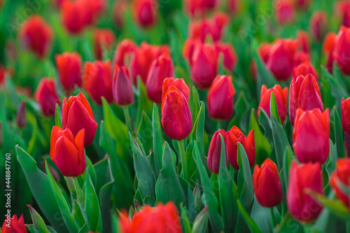 Obraz na płótnie Spring background with red tulips flowers. beautiful blossom tulips field. spring time. banner, copy space w salonie