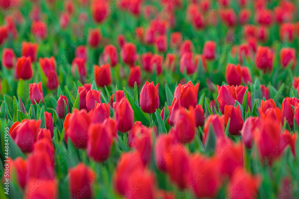 Spring background with red tulips flowers. beautiful blossom tulips field. spring time. banner, copy space