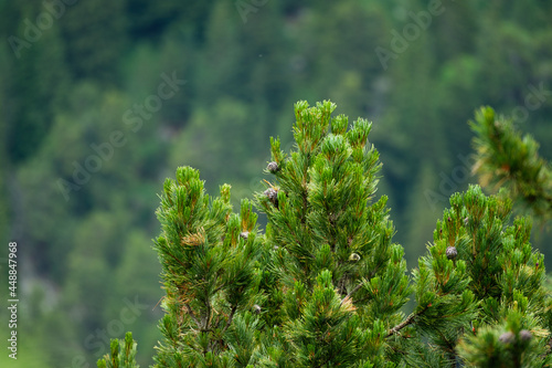 Close up of pine tree