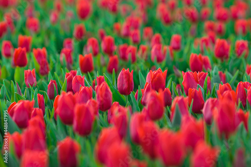 Spring background with red tulips flowers. beautiful blossom tulips field. spring time. banner, copy space