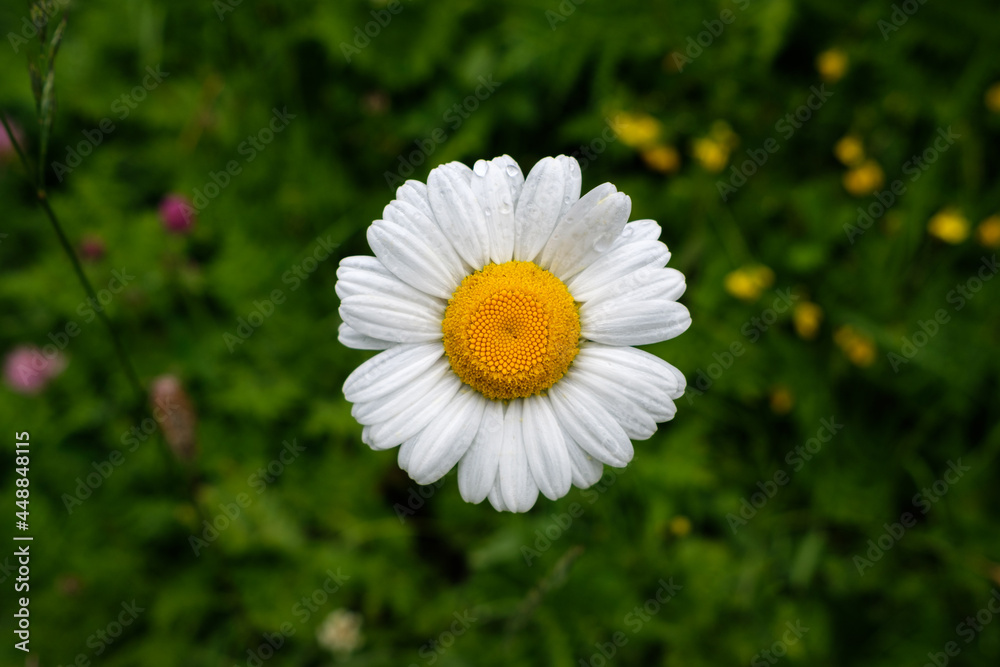 Obraz premium Pâquerette en gros plan