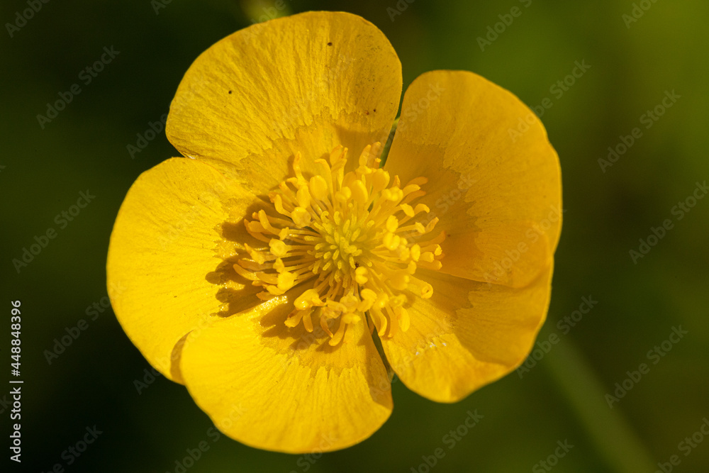 Ranunculus in the wild Ranunculus in the wild