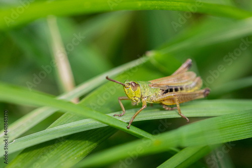 Grasshopper on the grass in the wild