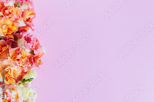 Pink and yellow flowers of Snapdragon or Antirrhinum majus on a pink background.