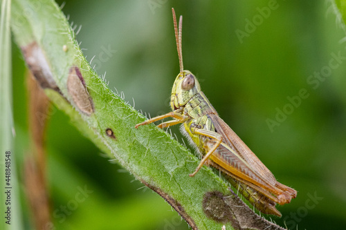 Grasshopper on a leaf © Jérôme Bouche