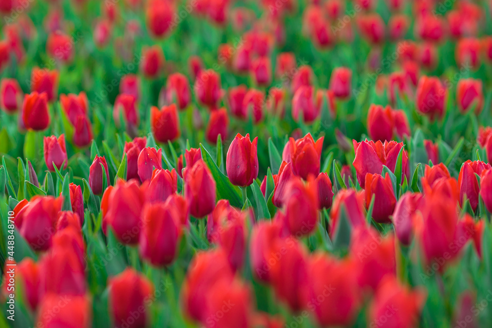 Spring background with red tulips flowers. beautiful blossom tulips field. spring time. banner, copy space