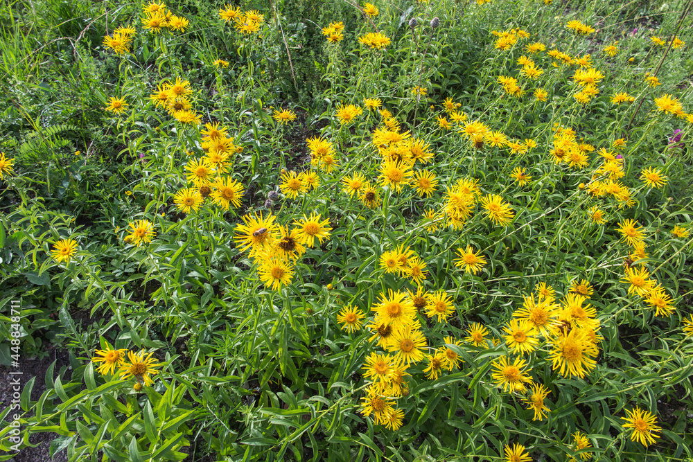 Elecampane (Inula Helenium) Organic, yellow flowers in a wild meadow
