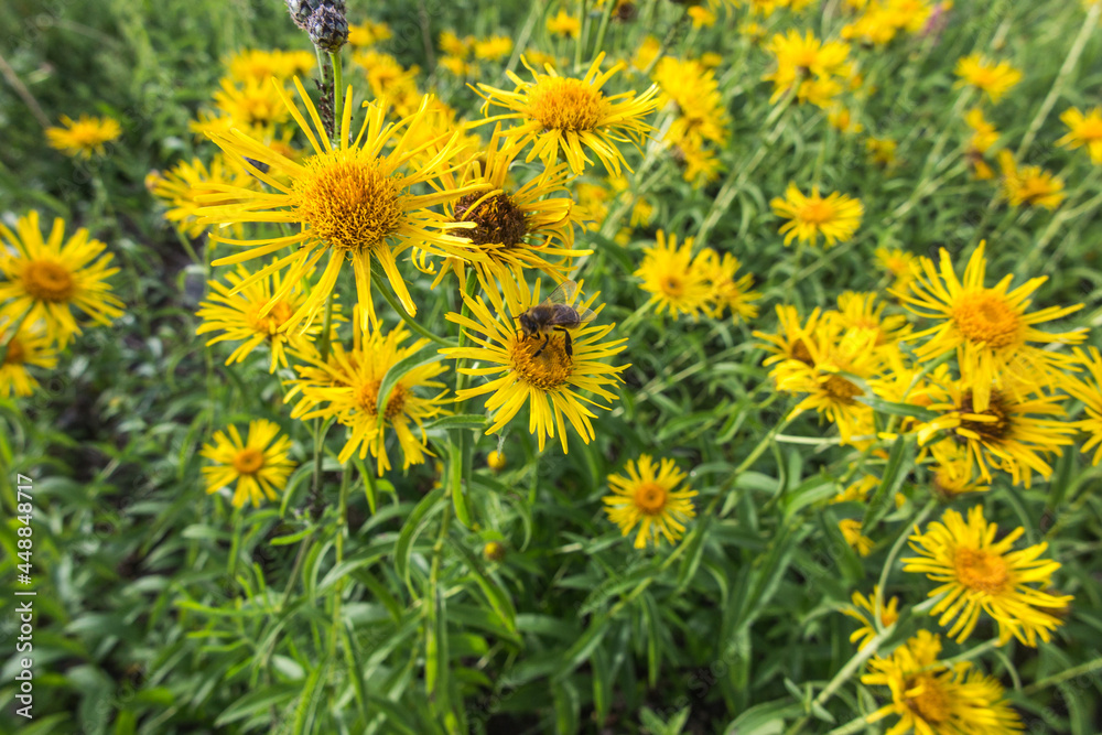 Elecampane (Inula Helenium) Organic, yellow flowers in a wild meadow Elecampane (Inula Helenium) Organic, yellow flowers in a wild meadow