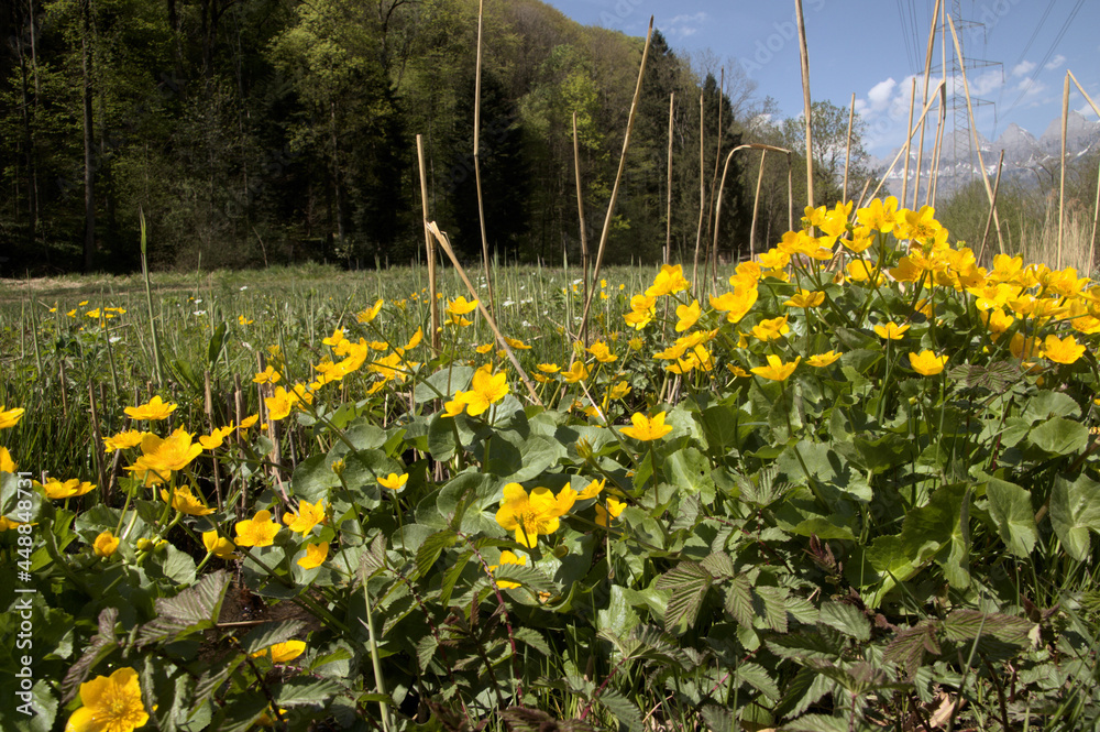 Fototapeta premium Marsh marigolds (Caltha palustris) in damp meadows near FLums, Switzerland