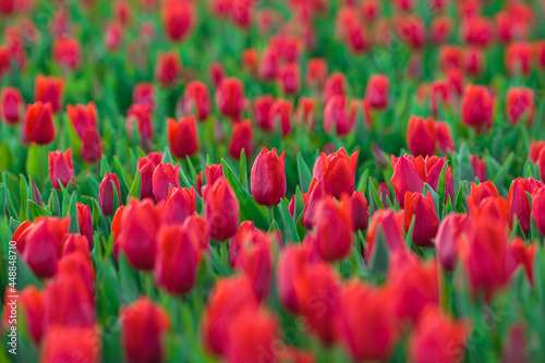 Obraz na płótnie Spring background with red tulips flowers. beautiful blossom tulips field. spring time. banner, copy space w salonie