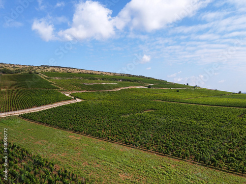 Aerian view on green grand cru and premier cru vineyards with rows of pinot noir grapes plants in Cote de nuits  making of famous red Burgundy wine in Burgundy region of eastern France.