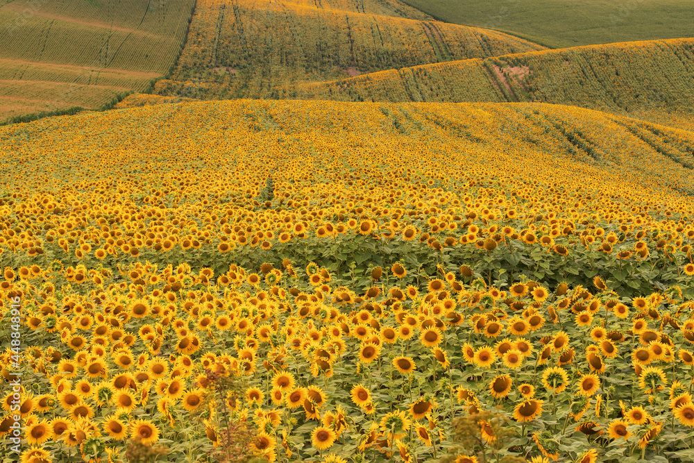 A rolling field on which a yellow sunflower grows.