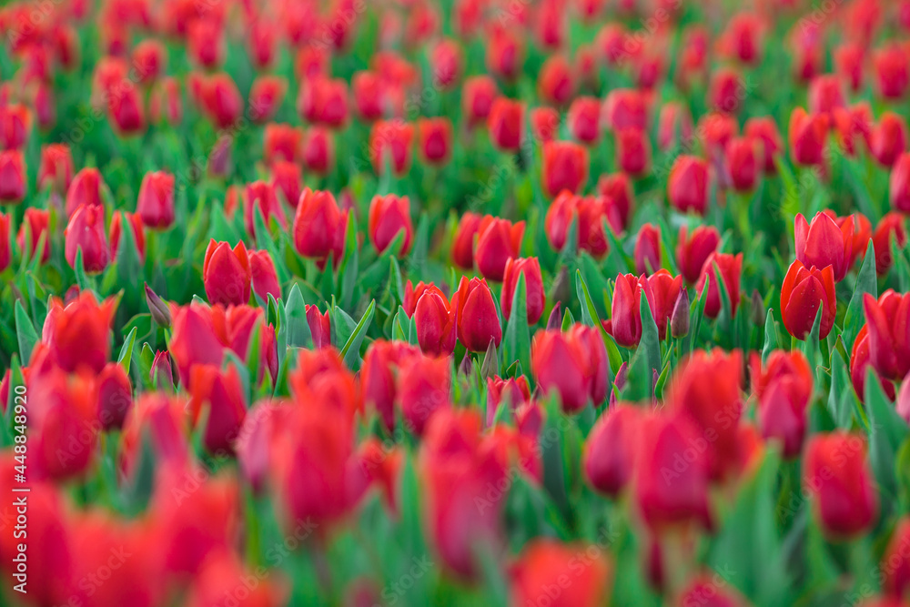 Spring background with red tulips flowers. beautiful blossom tulips field. spring time. banner, copy space