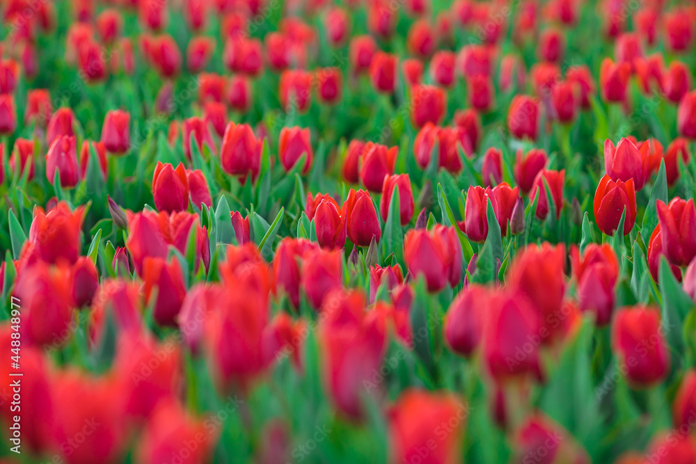 Spring background with red tulips flowers. beautiful blossom tulips field. spring time. banner, copy space