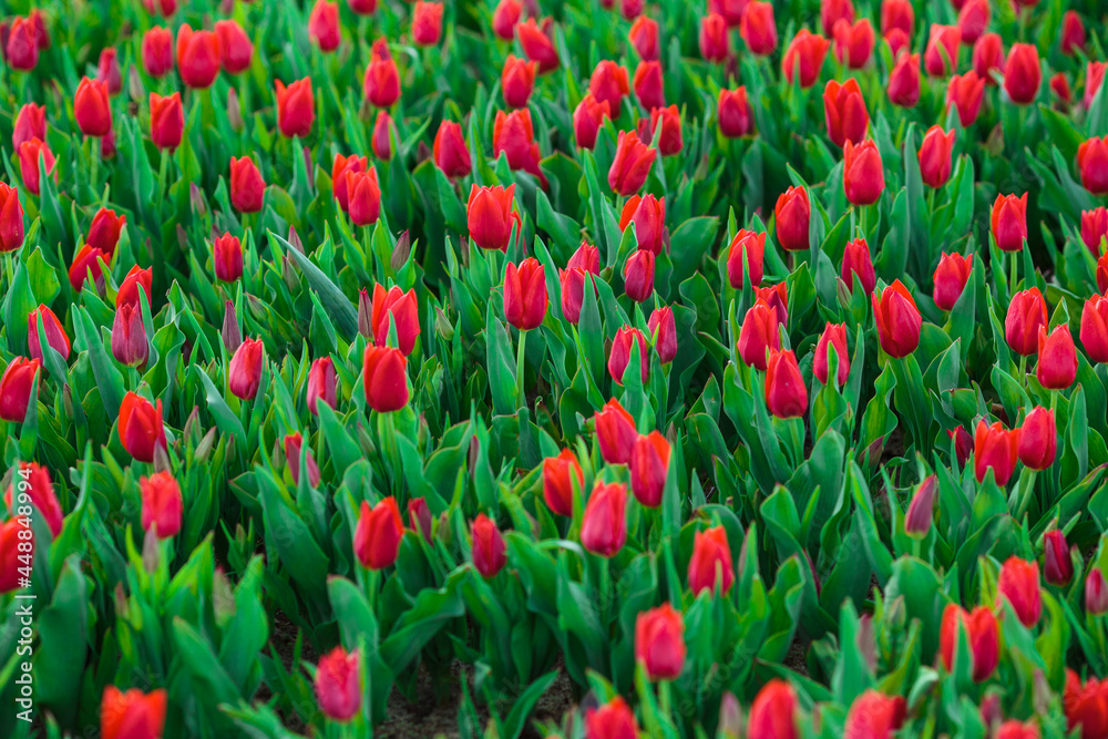 Spring background with red tulips flowers. beautiful blossom tulips field. spring time. banner, copy space