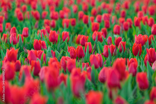 Obraz na płótnie Spring background with red tulips flowers. beautiful blossom tulips field. spring time. banner, copy space w salonie