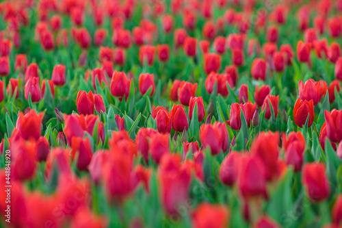 Obraz na płótnie Spring background with red tulips flowers. beautiful blossom tulips field. spring time. banner, copy space w salonie