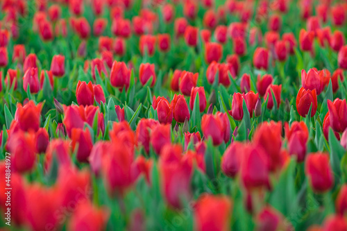 Obraz na płótnie Spring background with red tulips flowers. beautiful blossom tulips field. spring time. banner, copy space w salonie