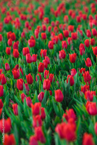 Obraz na płótnie Spring background with red tulips flowers. beautiful blossom tulips field. spring time. banner, copy space w salonie