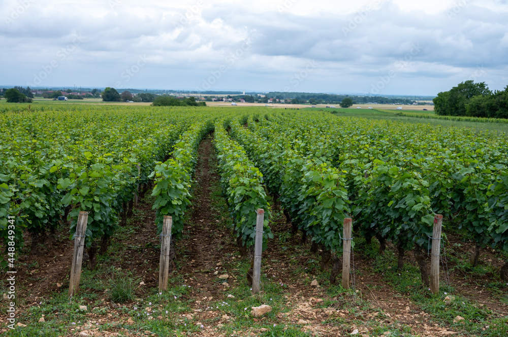 Green grand cru and premier cru vineyards with rows of pinot noir grapes plants in Cote de nuits, making of famous red Burgundy wine in Burgundy region of eastern France.