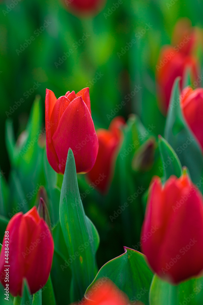 Spring background with red tulips flowers. beautiful blossom tulips field. spring time. banner, copy space