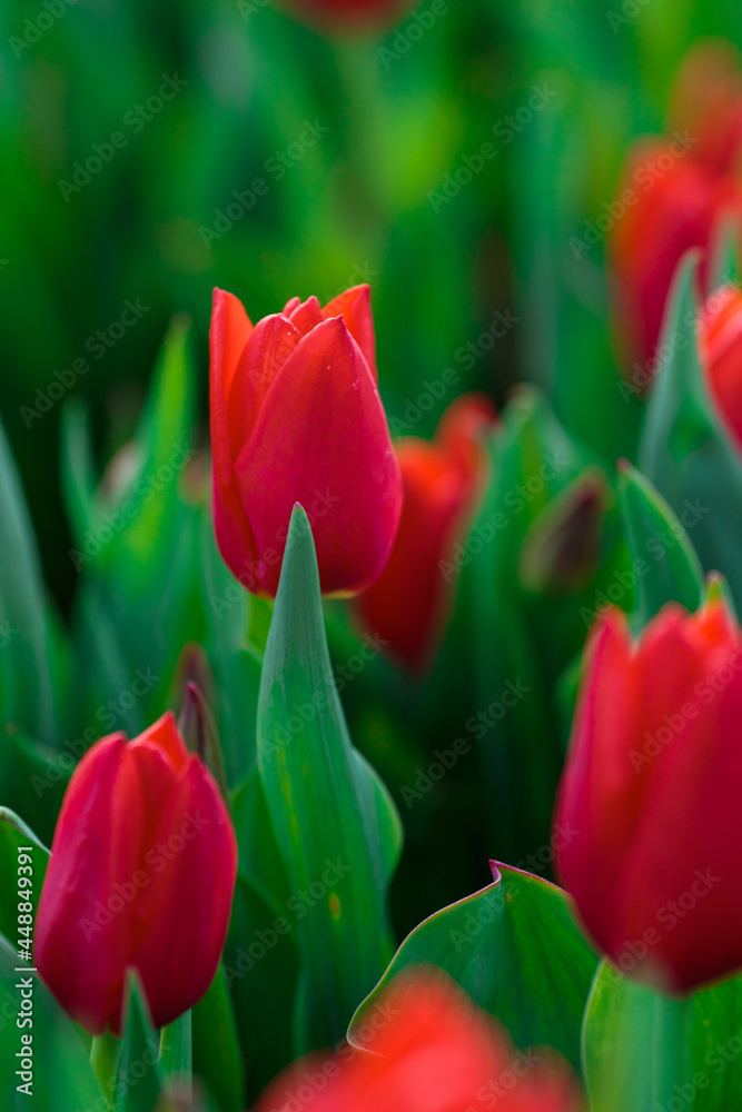 Spring background with red tulips flowers. beautiful blossom tulips field. spring time. banner, copy space
