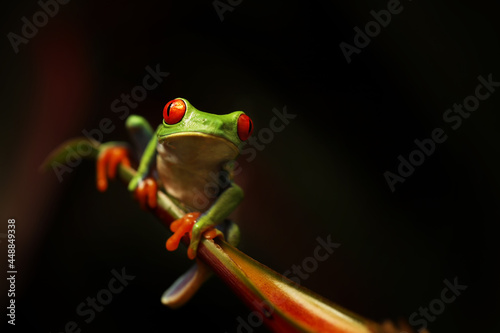 Red eyed tree frog on flower at border of Panama and Costa Rica in the tropical rainforest, cute night animal with vivid colors and big eye, agalychnis callidryas photo