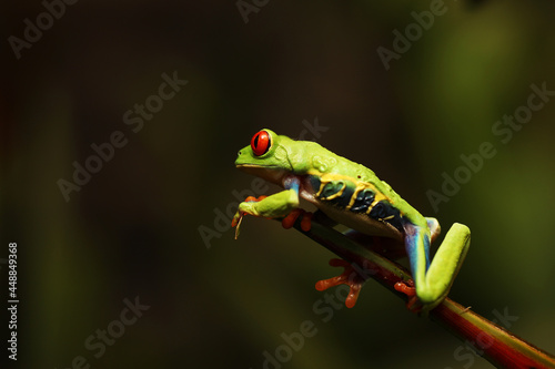Red eyed tree frog on flower at border of Panama and Costa Rica in the tropical rainforest, cute night animal with vivid colors and big eye, agalychnis callidryas