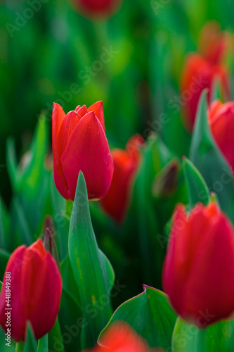 Obraz na płótnie Spring background with red tulips flowers. beautiful blossom tulips field. spring time. banner, copy space w salonie