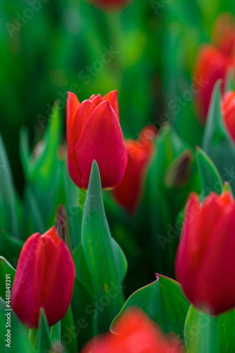 Obraz na płótnie Spring background with red tulips flowers. beautiful blossom tulips field. spring time. banner, copy space w salonie