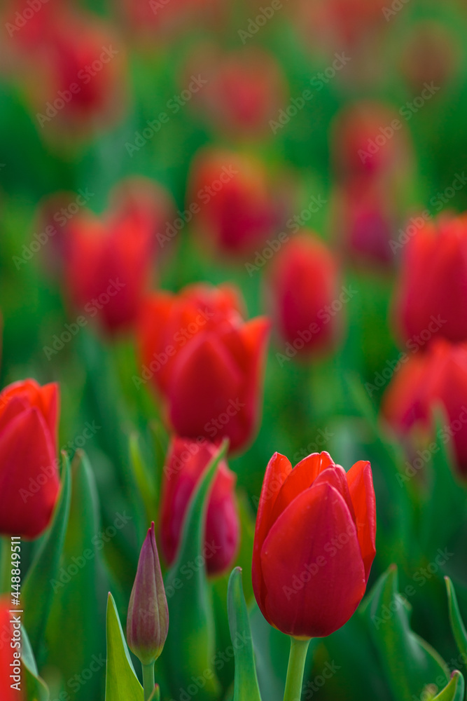 Spring background with red tulips flowers. beautiful blossom tulips field. spring time. banner, copy space