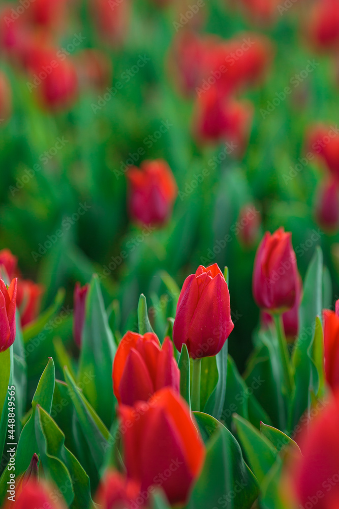 Spring background with red tulips flowers. beautiful blossom tulips field. spring time. banner, copy space
