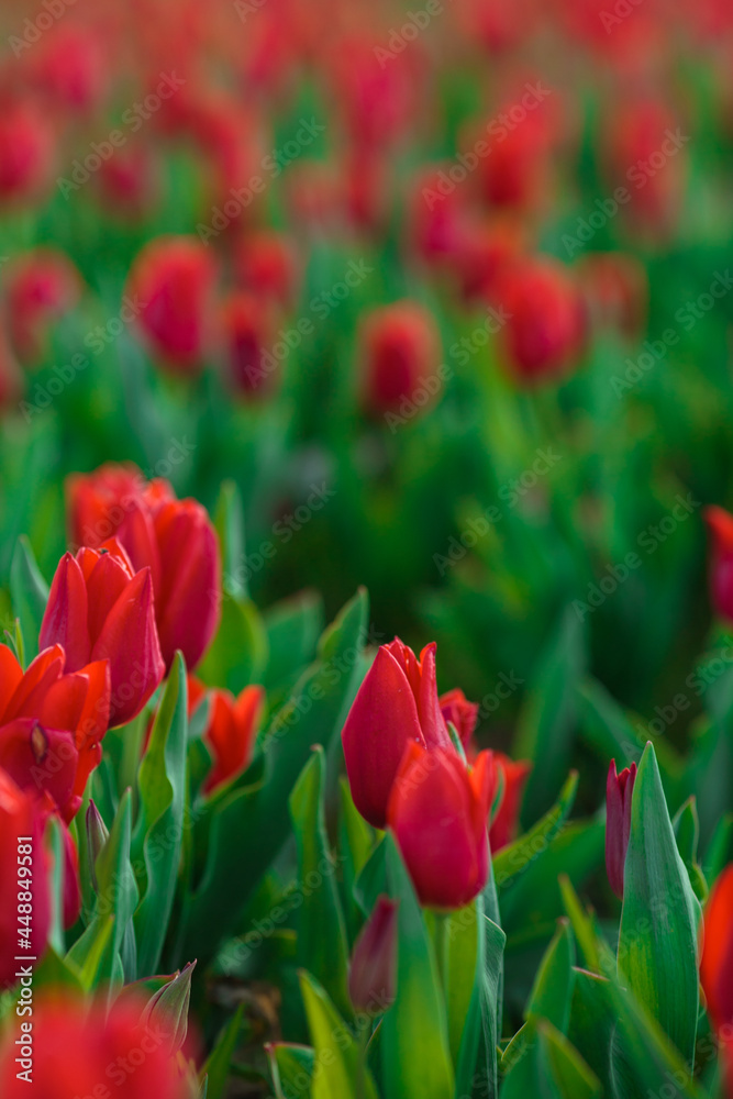 Spring background with red tulips flowers. beautiful blossom tulips field. spring time. banner, copy space