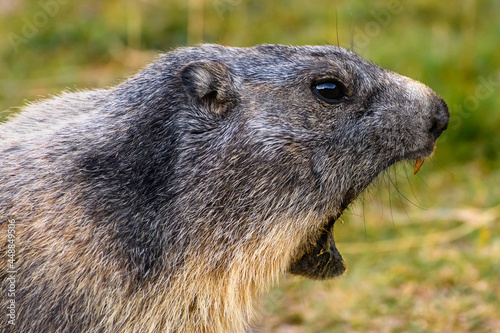 Portrait du cri de la marmotte dans le Parc National du Mercantour photo