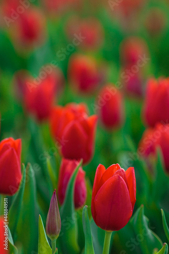 Obraz na płótnie Spring background with red tulips flowers. beautiful blossom tulips field. spring time. banner, copy space w salonie