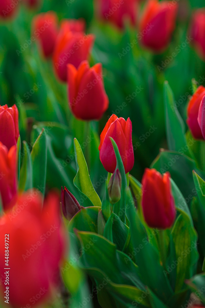 Spring background with red tulips flowers. beautiful blossom tulips field. spring time. banner, copy space