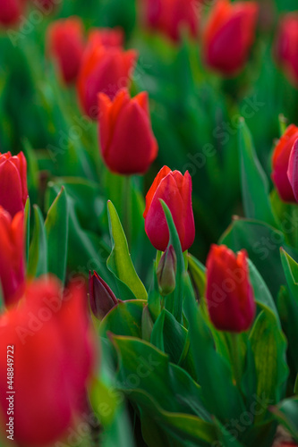 Obraz na płótnie Spring background with red tulips flowers. beautiful blossom tulips field. spring time. banner, copy space w salonie
