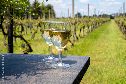 Tasting of Dutch white wine served outdoor on green meadow with vineyard, wine production in Netherlands