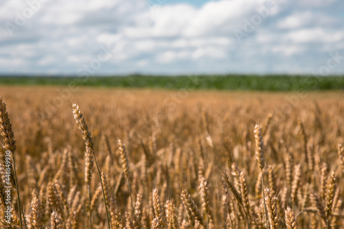 field with ripe wheat