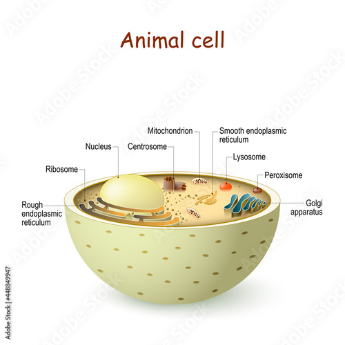 Animal cell anatomy.