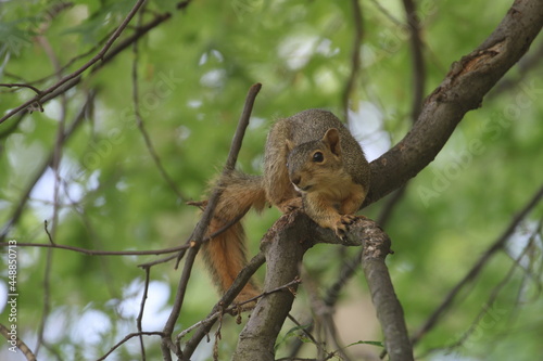 Eastern Fox Squirrel 3