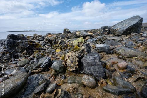 Wild creuse oysters shellfish growing on stones in salted water of Oesterschelde during low tide, Zeeland, Netherlands