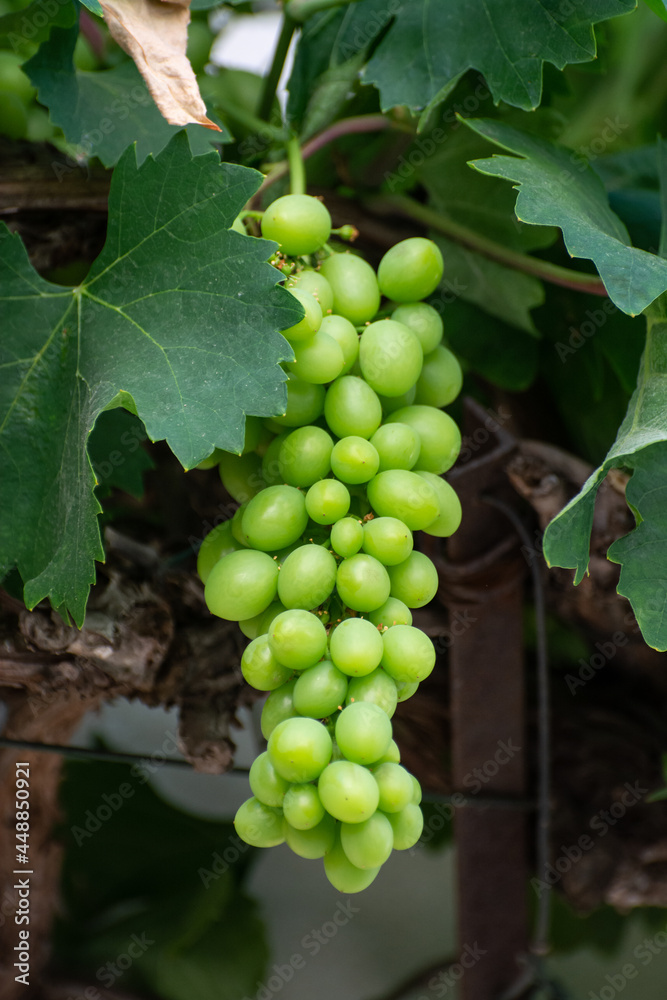 Bunch of green unripe table grapes hanging on grape plant in vineyard Bunch of green unripe table grapes hanging on grape plant in vineyard