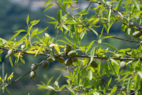 Green almonds nuts ripening on tree, cultivation of almond nuts in Provence, France