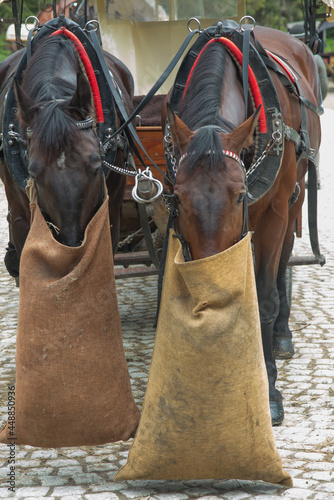 Horse carts at the entrance to the Koscieliska valley waiting for tourists who want to go through the national park to the Ornak shelter. photo