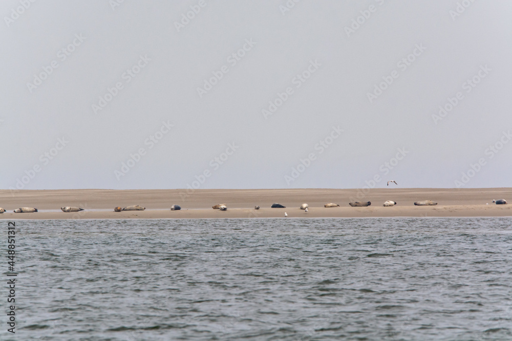 Big colony of sea seals resting on sandy island during low tide near Renesse beach, Zeeland, Netherlands Big colony of sea seals resting on sandy island during low tide near Renesse beach, Zeeland, Netherlands