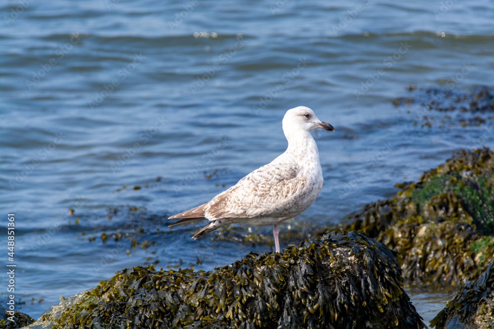 Young seagull sitting on stone during low tide in North Sea, Zeeland, Netherlands Young seagull sitting on stone during low tide in North Sea, Zeeland, Netherlands