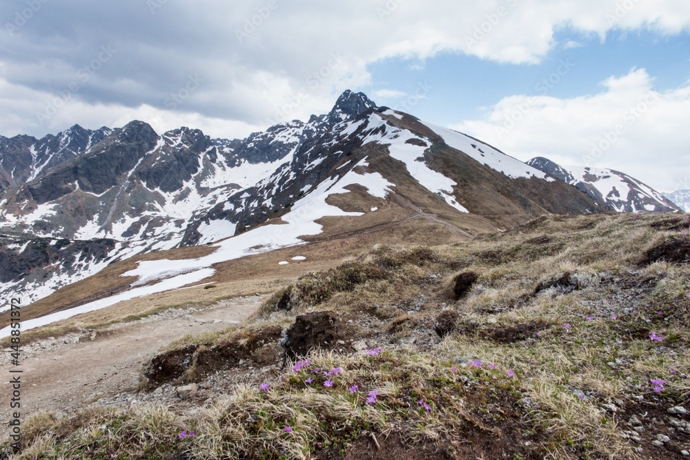 Mountain view with a pink flower growing on a rock, Polish Tatras ,  Kasprowy Wierch area